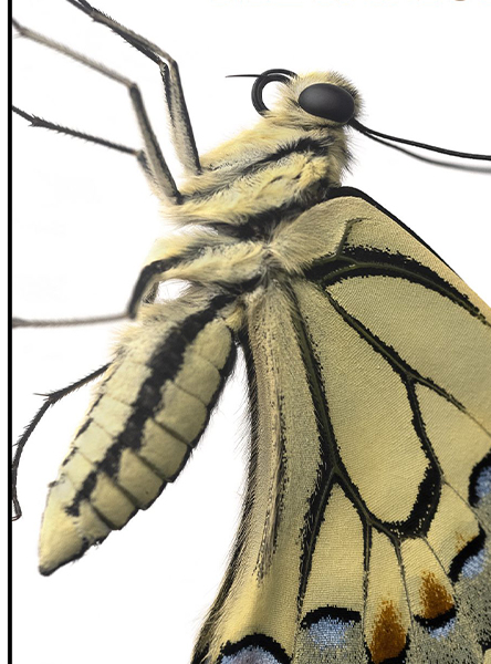 Metamorphosis